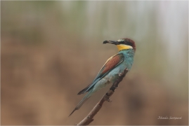 <p>VLHA PESTRÁ (Merops apiaster) střední Čechy ----- /European bee-eater - Bienenfresser/</p>